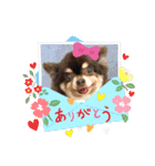 チョコタンチワワの、ソラとリズ♪（個別スタンプ：15）