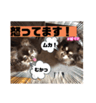 チョコタンチワワの、ソラとリズ♪（個別スタンプ：18）