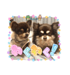 チョコタンチワワの、ソラとリズ♪（個別スタンプ：23）