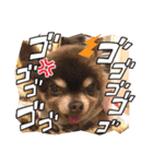 チョコタンチワワの、ソラとリズ♪（個別スタンプ：28）