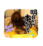 チョコタンチワワの、ソラとリズ♪（個別スタンプ：31）