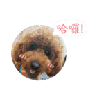プードル_ハッニー（個別スタンプ：3）