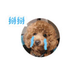 プードル_ハッニー（個別スタンプ：4）