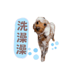 プードル_ハッニー（個別スタンプ：6）
