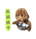 プードル_ハッニー（個別スタンプ：7）