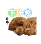 プードル_ハッニー（個別スタンプ：8）