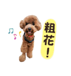 プードル_ハッニー（個別スタンプ：10）