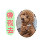 プードル_ハッニー（個別スタンプ：11）