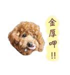 プードル_ハッニー（個別スタンプ：12）