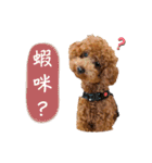 プードル_ハッニー（個別スタンプ：14）