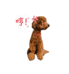 プードル_ハッニー（個別スタンプ：15）