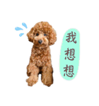 プードル_ハッニー（個別スタンプ：16）