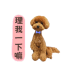 プードル_ハッニー（個別スタンプ：17）