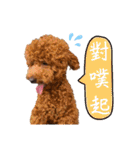 プードル_ハッニー（個別スタンプ：24）