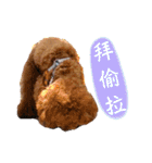 プードル_ハッニー（個別スタンプ：27）