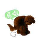 プードル_ハッニー（個別スタンプ：28）