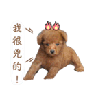 プードル_ハッニー（個別スタンプ：29）
