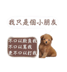 プードル_ハッニー（個別スタンプ：30）