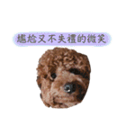 プードル_ハッニー（個別スタンプ：33）