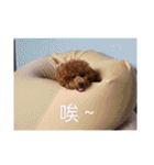 プードル_ハッニー（個別スタンプ：37）