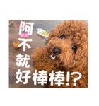 プードル_ハッニー（個別スタンプ：39）