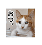 世界のむぎまる〜茶トラ男子部〜（個別スタンプ：1）