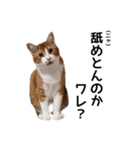 世界のむぎまる〜茶トラ男子部〜（個別スタンプ：2）