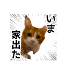 世界のむぎまる〜茶トラ男子部〜（個別スタンプ：3）