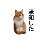 世界のむぎまる〜茶トラ男子部〜（個別スタンプ：5）