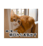 世界のむぎまる〜茶トラ男子部〜（個別スタンプ：12）