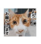 世界のむぎまる〜茶トラ男子部〜（個別スタンプ：13）