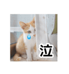 世界のむぎまる〜茶トラ男子部〜（個別スタンプ：15）