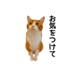 世界のむぎまる〜茶トラ男子部〜（個別スタンプ：18）