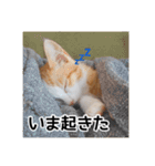 世界のむぎまる〜茶トラ男子部〜（個別スタンプ：22）