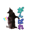 うちの黒猫の福ちゃん(カラフル文字)（個別スタンプ：2）