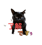 うちの黒猫の福ちゃん(カラフル文字)（個別スタンプ：4）