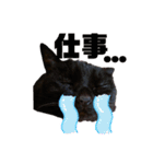 うちの黒猫の福ちゃん(カラフル文字)（個別スタンプ：5）