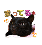 うちの黒猫の福ちゃん(カラフル文字)（個別スタンプ：6）