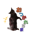 うちの黒猫の福ちゃん(カラフル文字)（個別スタンプ：8）