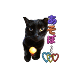 うちの黒猫の福ちゃん(カラフル文字)（個別スタンプ：9）