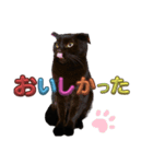 うちの黒猫の福ちゃん(カラフル文字)（個別スタンプ：10）
