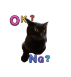 うちの黒猫の福ちゃん(カラフル文字)（個別スタンプ：11）