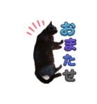 うちの黒猫の福ちゃん(カラフル文字)（個別スタンプ：12）