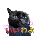 うちの黒猫の福ちゃん(カラフル文字)（個別スタンプ：13）