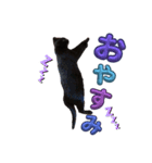 うちの黒猫の福ちゃん(カラフル文字)（個別スタンプ：14）