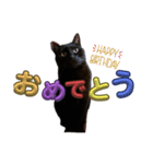 うちの黒猫の福ちゃん(カラフル文字)（個別スタンプ：15）