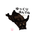 うちの黒猫の福ちゃん(色んなポーズ編)（個別スタンプ：2）