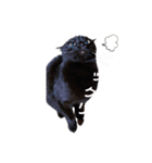 うちの黒猫の福ちゃん(色んなポーズ編)（個別スタンプ：7）