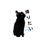 うちの黒猫の福ちゃん(色んなポーズ編)（個別スタンプ：8）