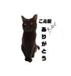 うちの黒猫の福ちゃん(色んなポーズ編)（個別スタンプ：9）